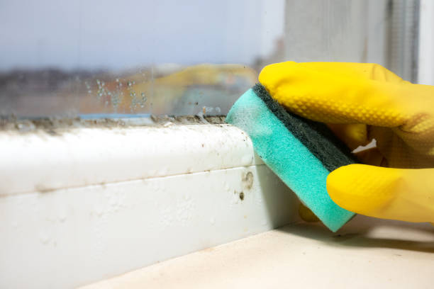 Professional Mold Removal in Eutaw, AL